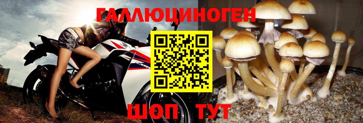 Псилоцибиновые грибы MAGIC MUSHROOMS  Вход с VPN  Россошь 